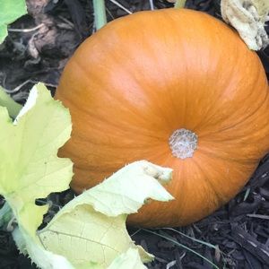 Meet your Posher, Kara